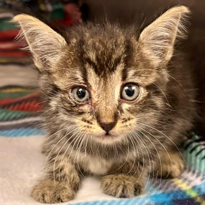 A baby small-sized male Brown / Chocolate Domestic Short Hair cat named Rubicon for adoption in Austin, TX