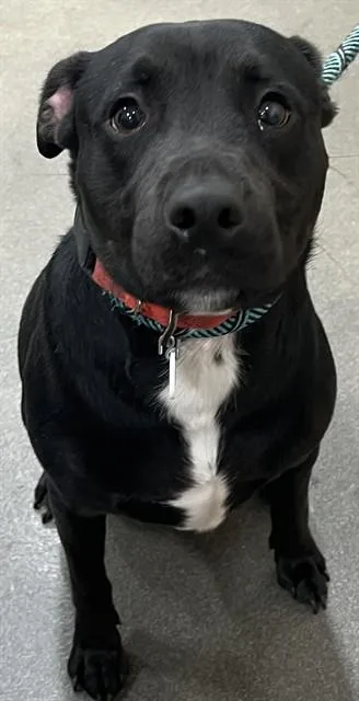 A young medium-sized male Labrador Retriever dog named Oreo for adoption in Upper Marlboro, MD