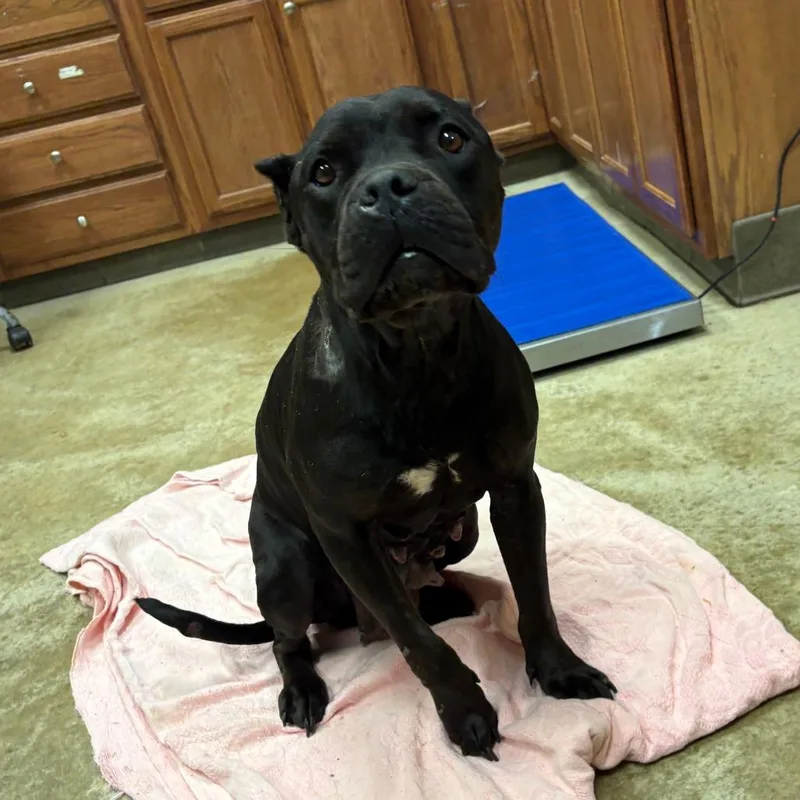An adult medium-sized female Black Pit Bull Terrier dog named Nobie U for adoption in Tupelo, MS