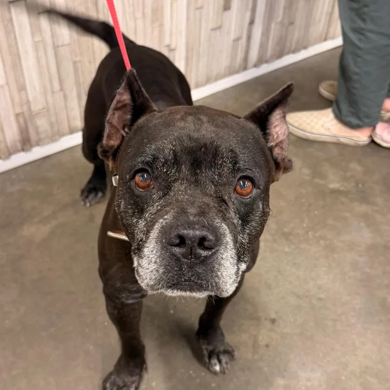 A senior medium-sized male Terrier dog named Rocky for adoption in Tampa, FL
