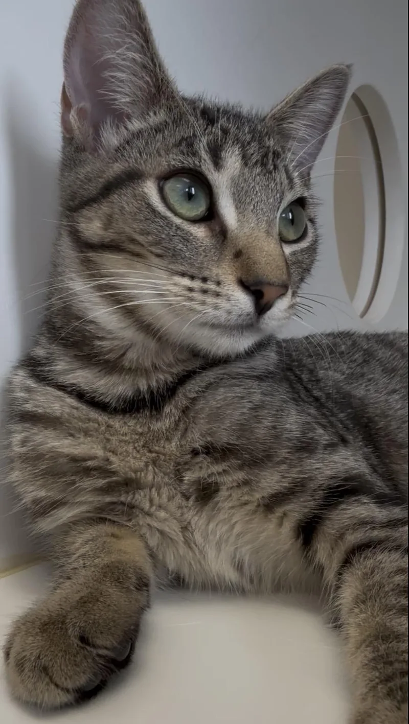A young medium-sized female Tabby cat named Rosie for adoption in Newport Beach, CA