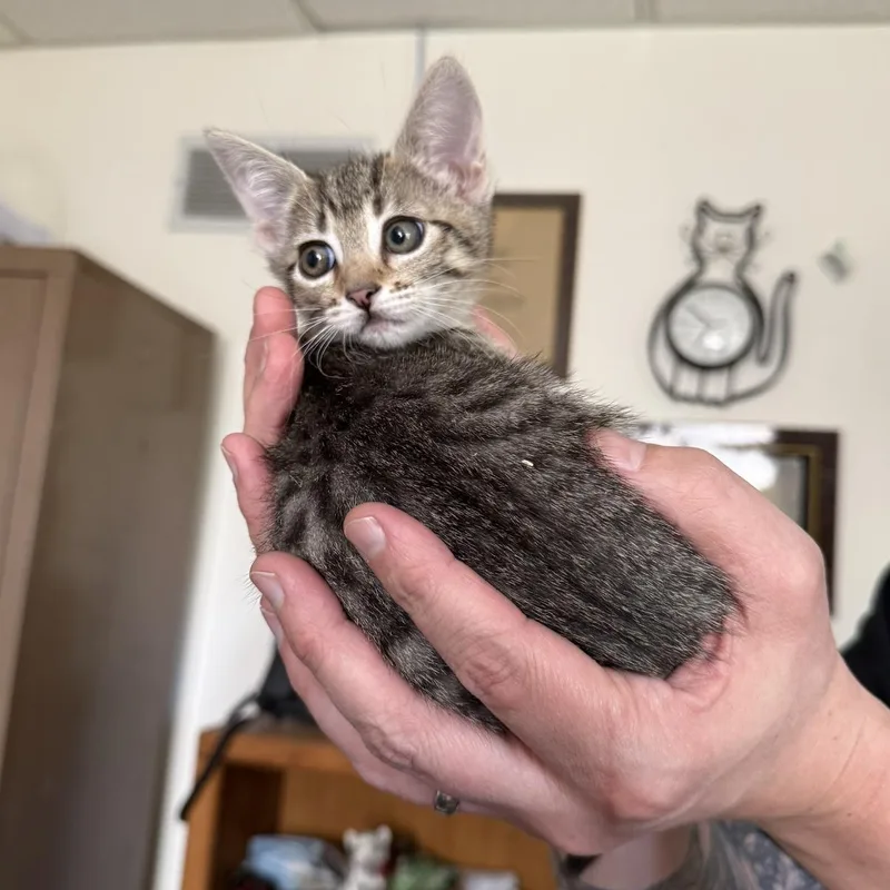 Rosie thumbnail 3
