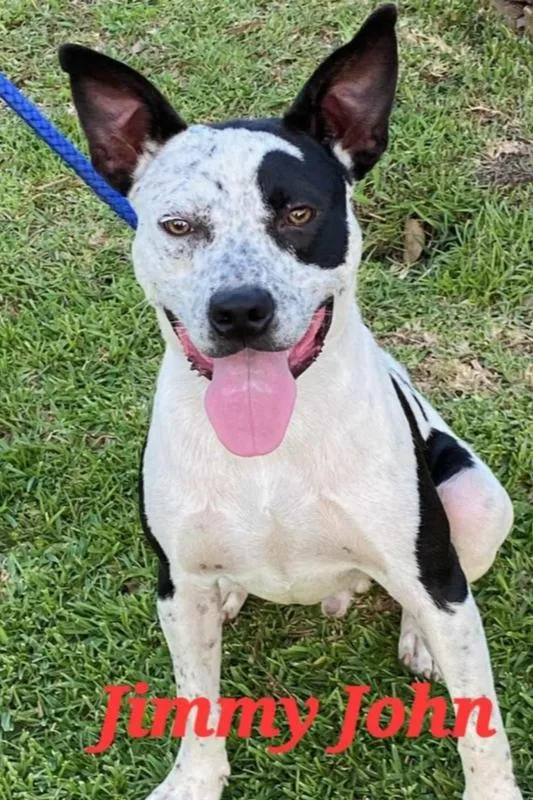 Jimmy John thumbnail 2