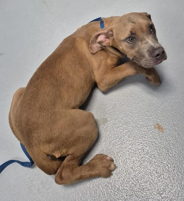 A young large-sized male Pit Bull Terrier dog named Pen for adoption in Lawrenceville, GA