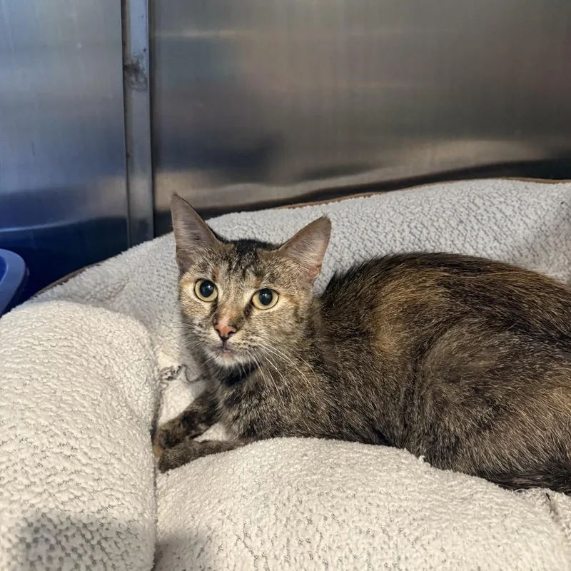 A young medium-sized female Torbie Domestic Short Hair cat named Pocket for adoption in Louisville, KY