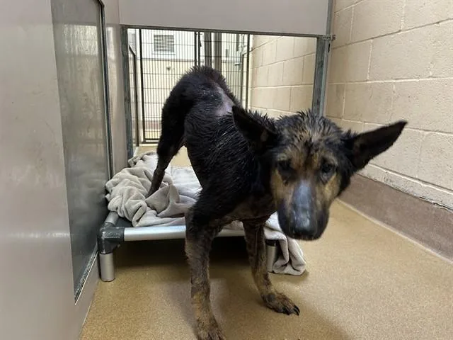 An adult large-sized female German Shepherd Dog dog named Mirabel for adoption in Martinez, CA