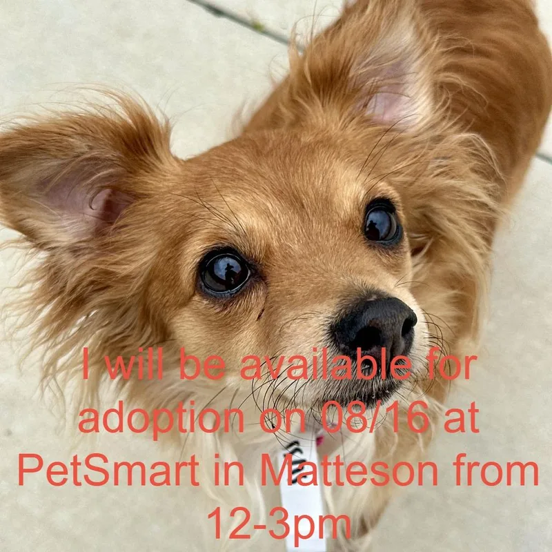An adult small-sized female Brown / Chocolate Chihuahua dog named Dixie for adoption in Matteson, IL
