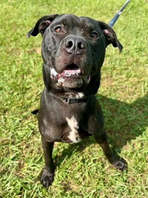 A young large-sized male American Staffordshire Terrier dog named Bear for adoption in York, SC