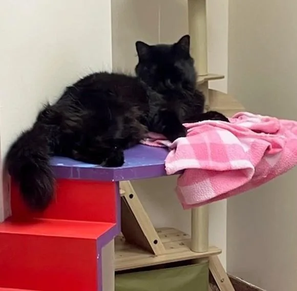 A young medium-sized female Domestic Short Hair cat named Cassie for adoption in Springfield, MA