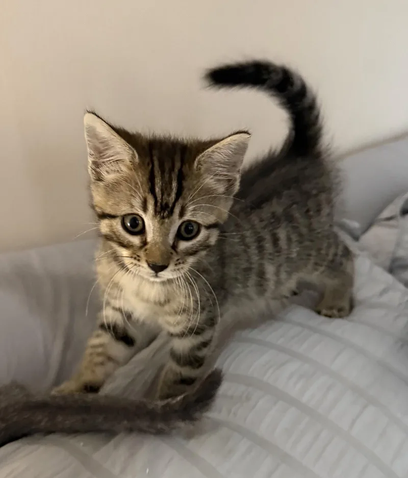 Mufasa