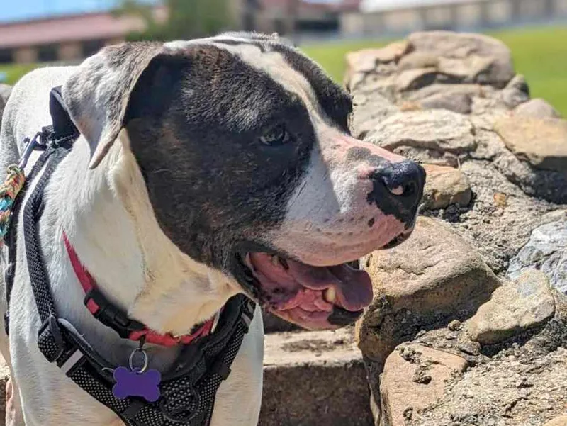 Pretty Boy thumbnail 2