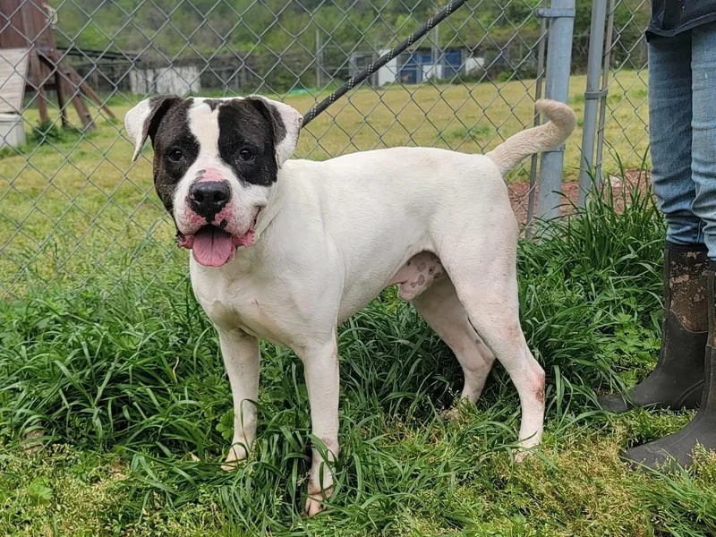 Pretty Boy thumbnail 3