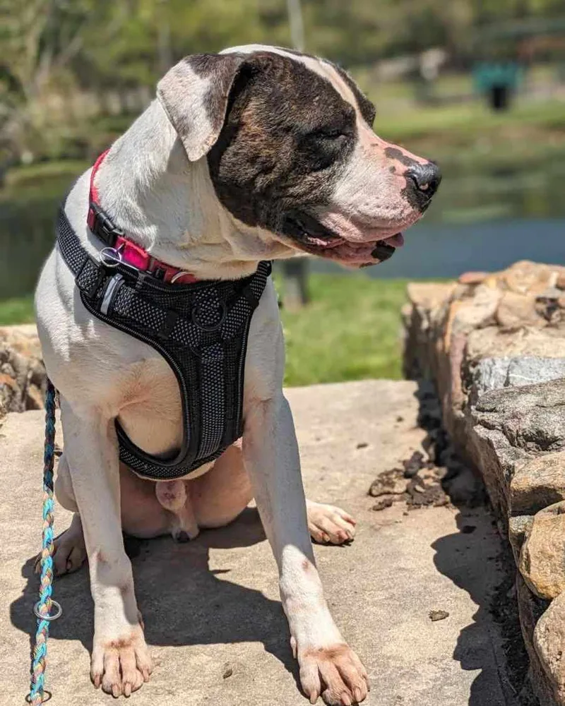 Pretty Boy thumbnail 4