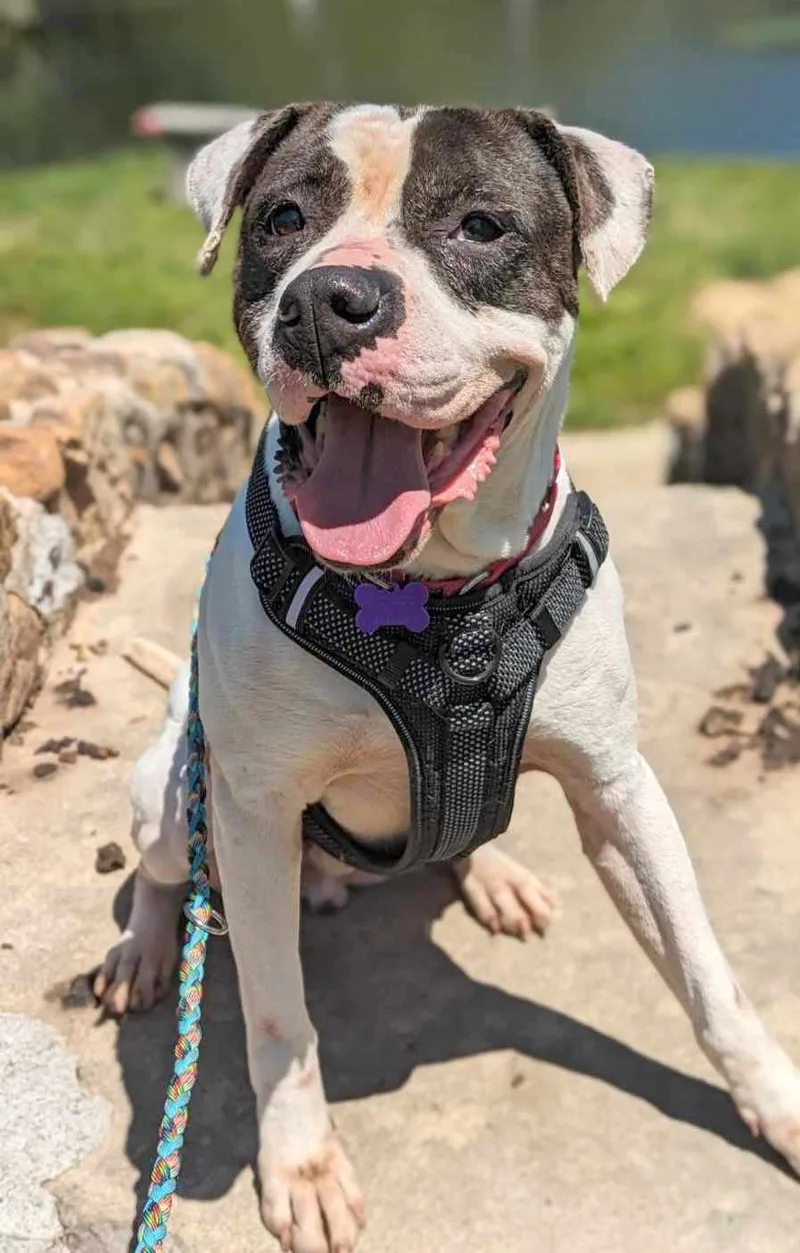 Pretty Boy thumbnail 5