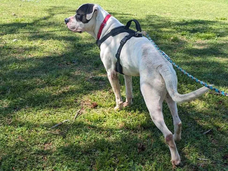 Pretty Boy thumbnail 6