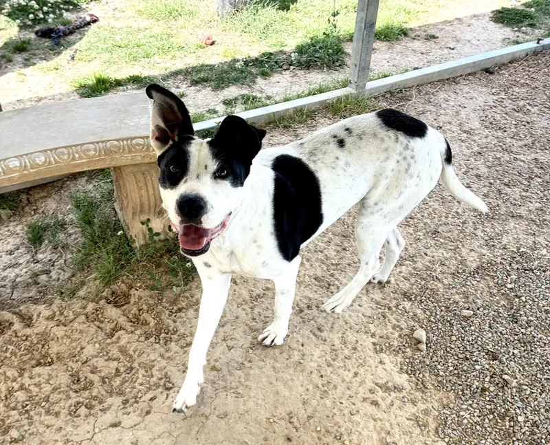 An adult medium-sized female White / Cream Pointer dog named Sadie for adoption in Senatobia, MS