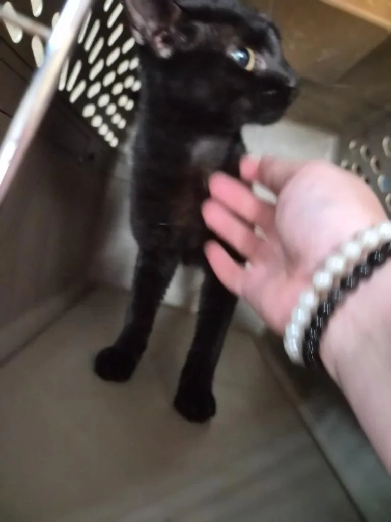 A young medium-sized female Domestic Short Hair cat named Vice Purrrsident for adoption in Rome, GA