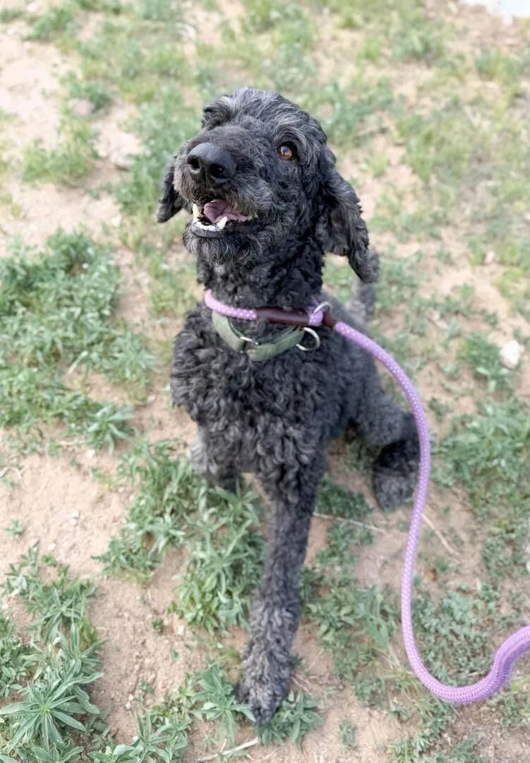 A baby medium-sized male Standard Poodle dog named Bourbon for adoption in Windsor, CO