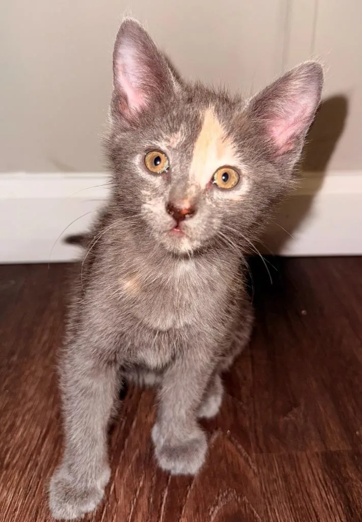 A baby small-sized female Domestic Short Hair cat named Gnocchi for adoption in Darien, GA
