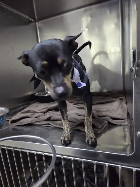 A young small-sized male Chihuahua dog named Chad for adoption in Killeen, TX