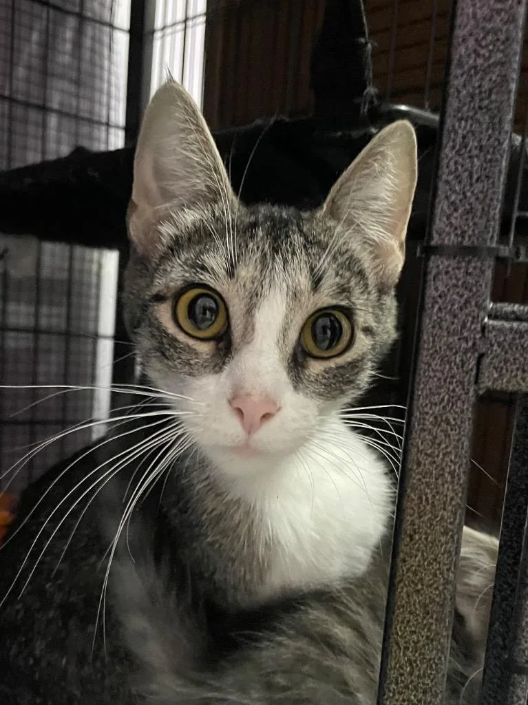A baby medium-sized female Domestic Short Hair cat named Elizabeth for adoption in Newaygo, MI