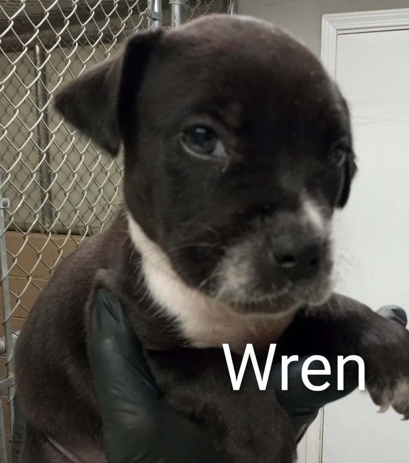 A baby medium-sized female Black Boxer dog named Wren for adoption in Maynardville, TN
