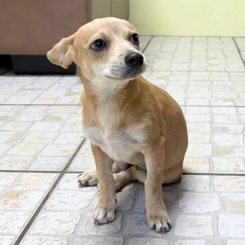 A baby medium-sized female Chihuahua dog named Riley for adoption in Saint Petersburg, FL