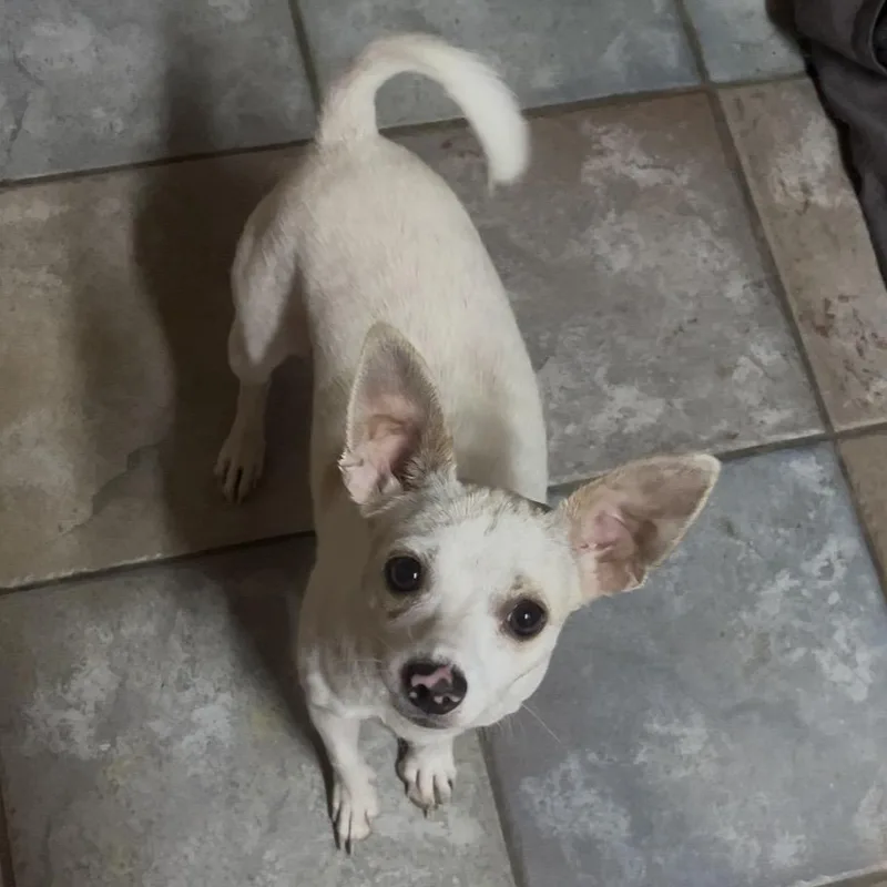 A baby small-sized male White / Cream Chihuahua dog named Tito for adoption in Santa Ana, CA