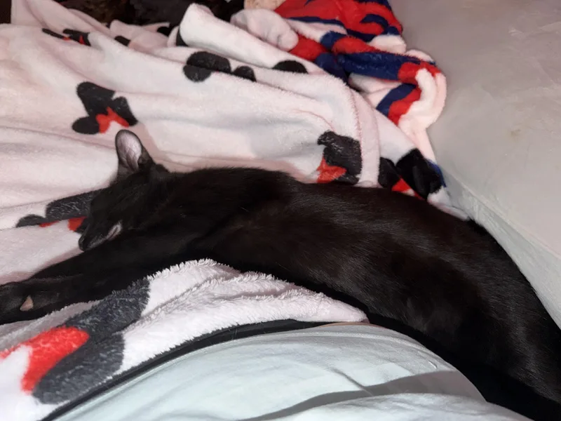A young medium-sized male American Shorthair cat named Lobstah for adoption in Maitland, FL