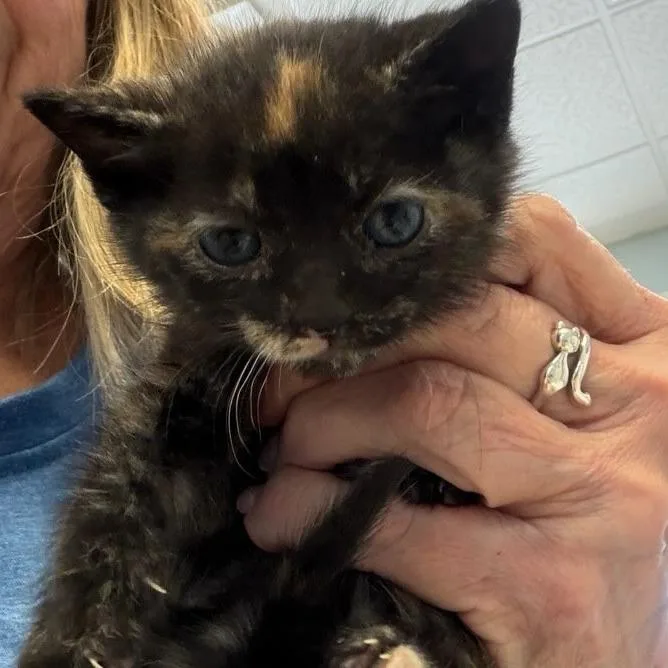 A baby small-sized female Black Domestic Short Hair cat named Oakley for adoption in Greensboro, GA
