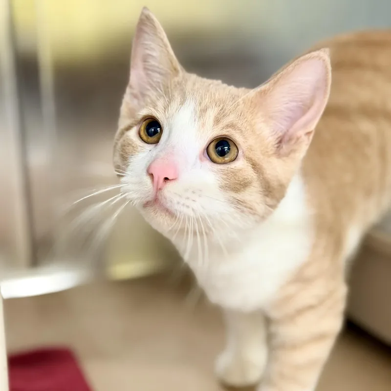A baby medium-sized male Buff & White Domestic Short Hair cat named Hercules for adoption in Jackson, NJ