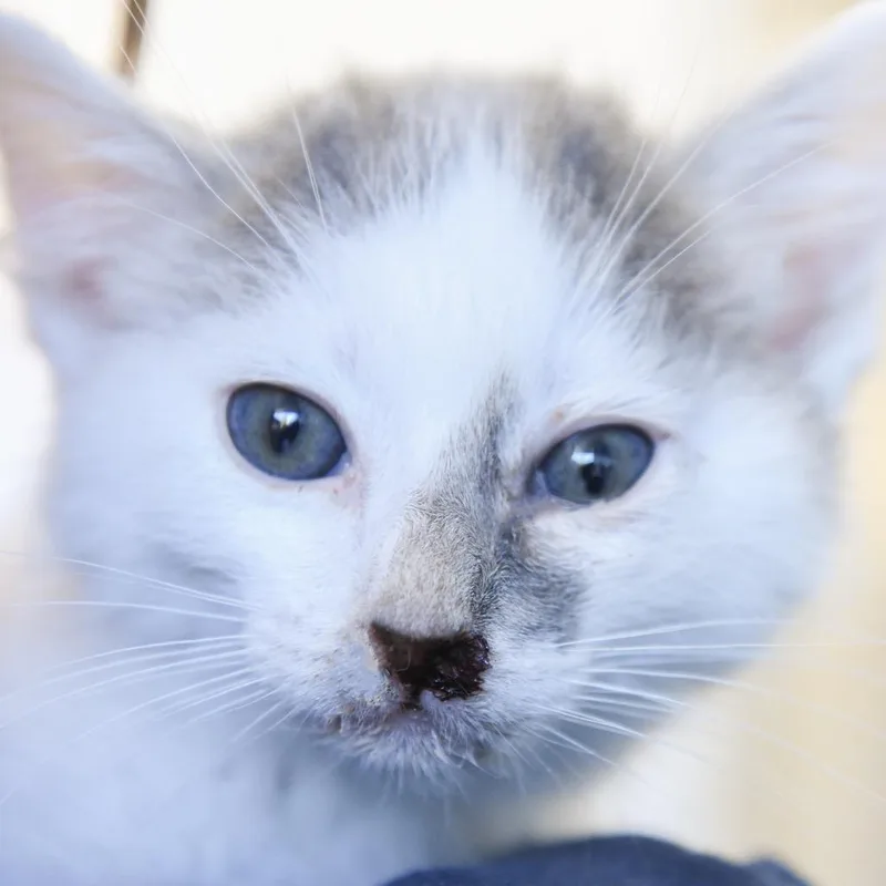 A baby small-sized male White Domestic Short Hair cat named Sam I Am for adoption in Redwood City, CA