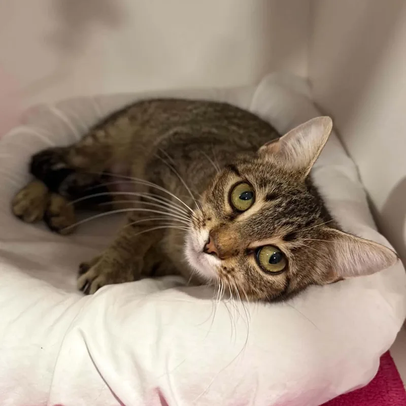 A young medium-sized female Domestic Short Hair cat named Maliha for adoption in Penn Yan, NY