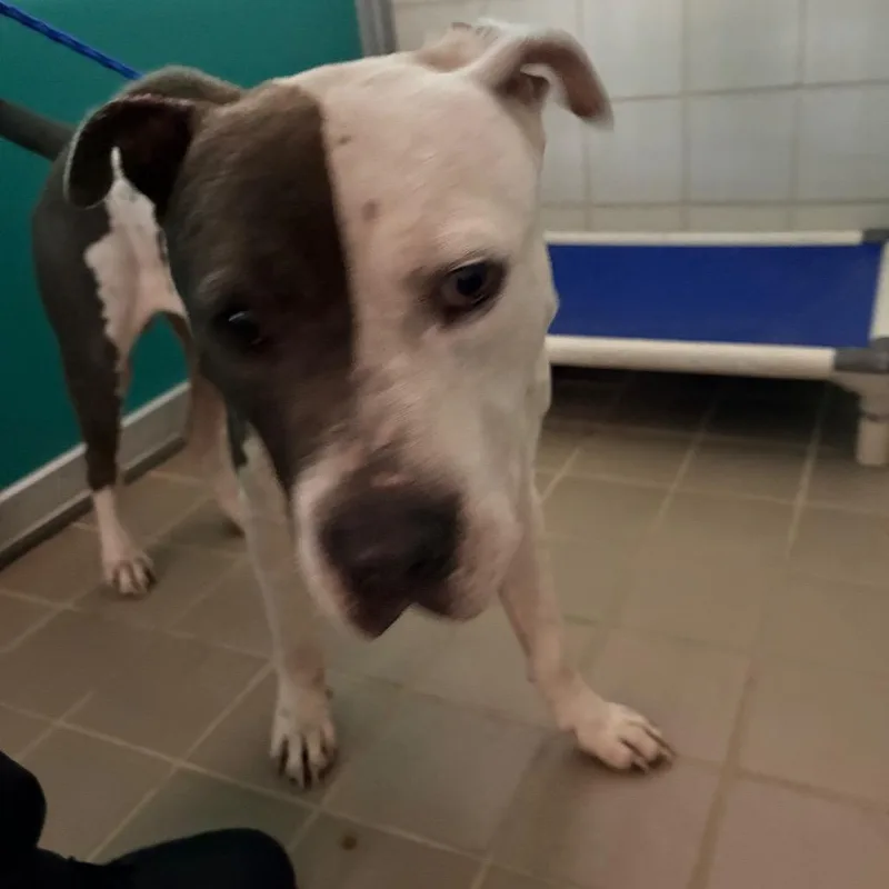 An adult large-sized male White / Cream Pit Bull Terrier dog named Colby for adoption in Bryan, TX