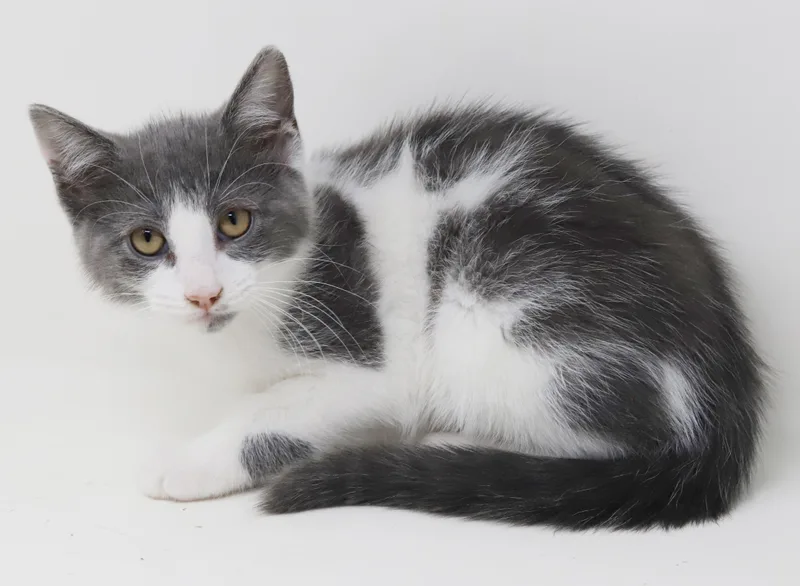 A baby small-sized female White Turkish Van cat named Maggie She Is for adoption in Bedford Hills, NY