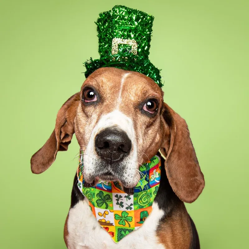 A senior large-sized male Brown / Chocolate Coonhound dog named Gumball for adoption in Louisville, KY