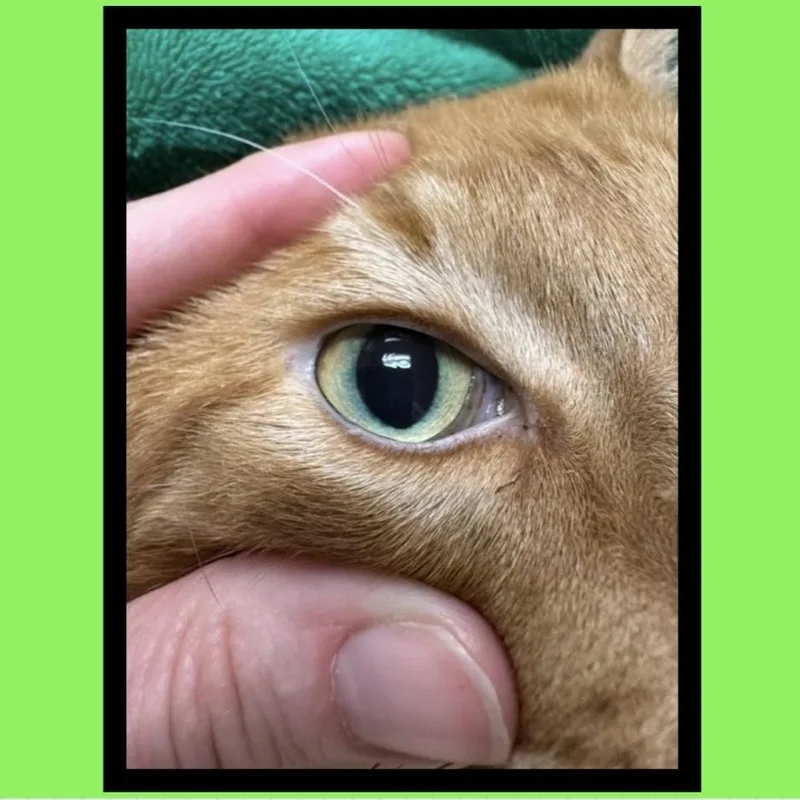 MANGO WorkingCat thumbnail 2