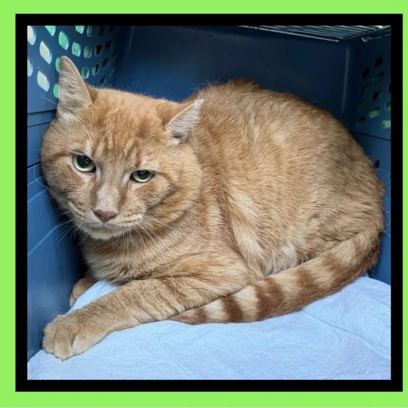 MANGO WorkingCat thumbnail 3