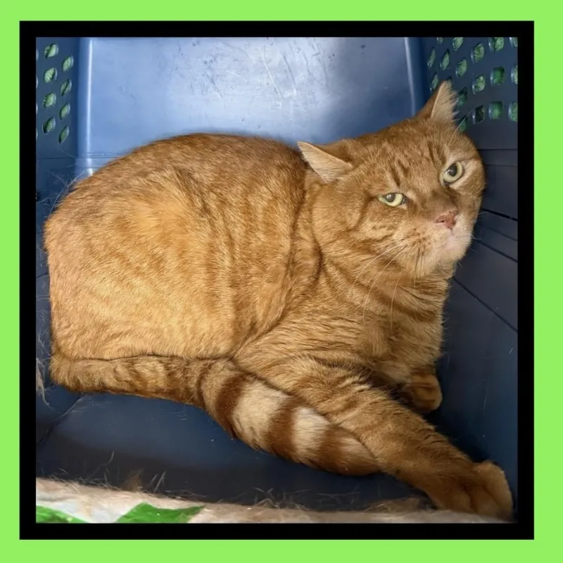 MANGO WorkingCat thumbnail 4