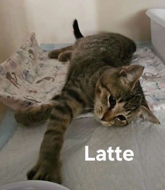 A baby medium-sized female Domestic Short Hair cat named Latte for adoption in Zimmerman, MN