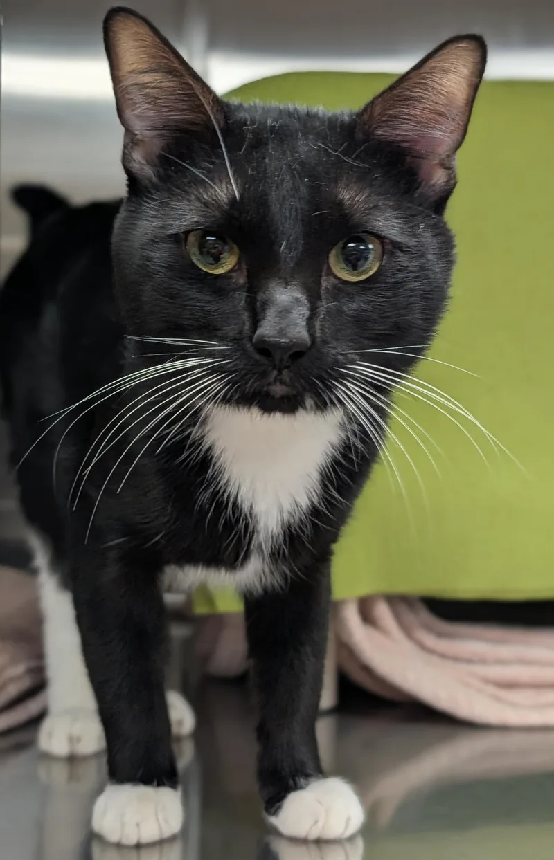 An adult medium-sized male Domestic Short Hair cat named Nugget for adoption in Jefferson, WI