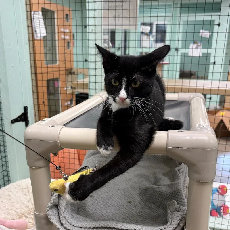 A baby small-sized male Black Domestic Long Hair cat named Ritsu for adoption in Los Angeles, CA