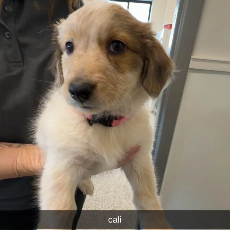 A baby small-sized female Cattle Dog named Cali for adoption in Prineville, OR