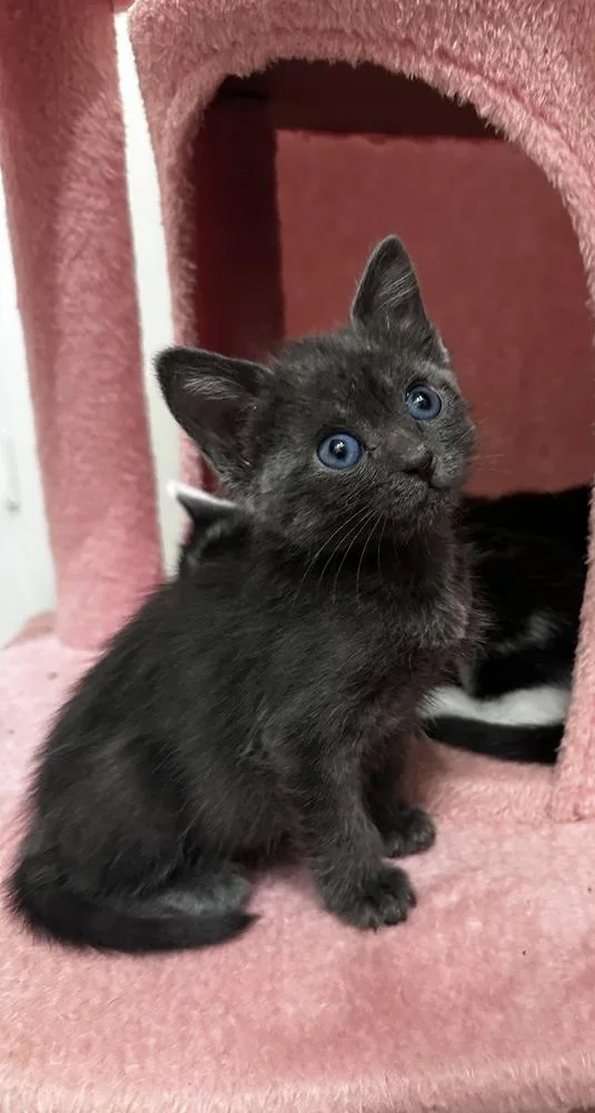 A baby small-sized female Domestic Short Hair cat named Talia for adoption in Brewster , NY