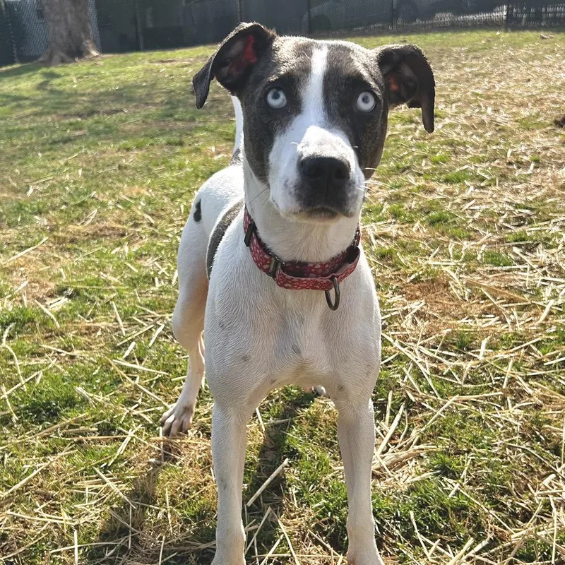 An adult small-sized female White / Cream Mixed Breed dog named Duchess for adoption in Johnson City, TN