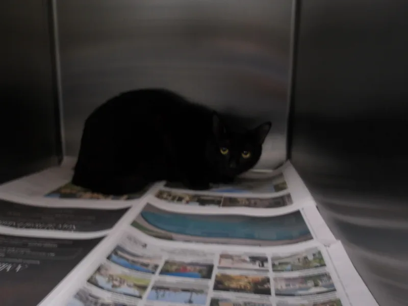 A young small-sized male Domestic Short Hair cat named Shadow for adoption in Los Angeles, CA