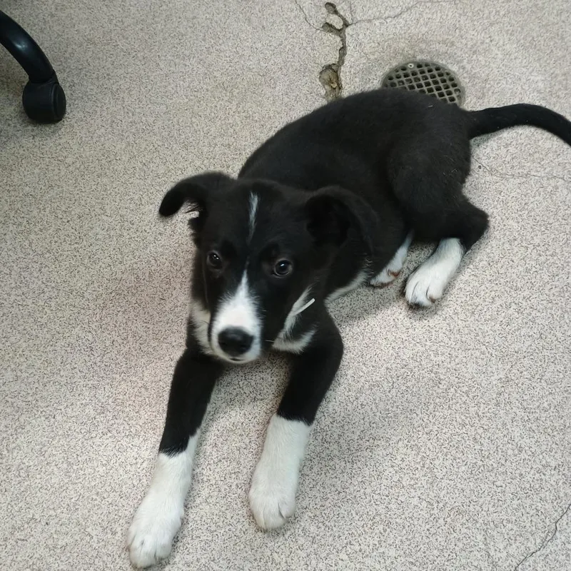 Magnolia thumbnail 2