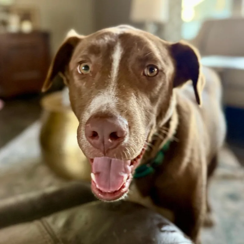 An adult large-sized male Red / Chestnut / Orange Labrador Retriever dog named Kodi for adoption in Ennis, TX