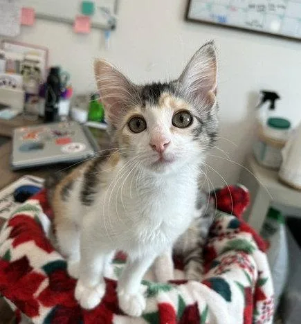 Artemis