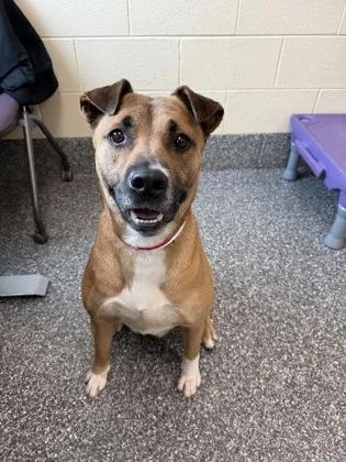 An adult large-sized female Pit Bull Terrier dog named Lola for adoption in Westland, MI